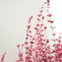 Blissful3